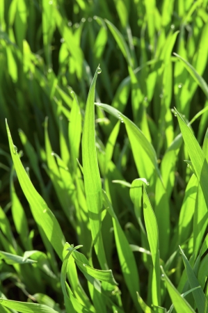 Drops of water on green grass  Spring grass の写真素材