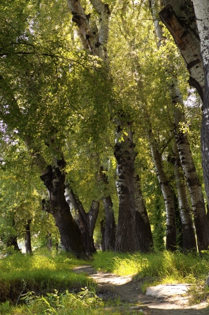 Pathway through the forestの写真素材
