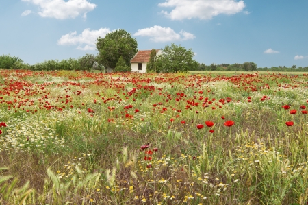 Flowers in the countryside  Spring season の写真素材