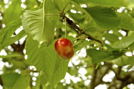 Ripe cherry on a tree branchの写真素材