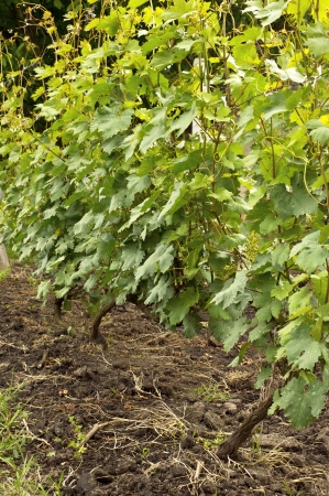 Several bunches of unripe young grapes on the vine の写真素材