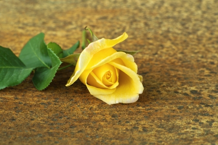 Freshly yellow rose flower on a rustic wooden table の写真素材