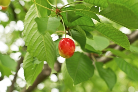 Tasty ripe cherry on a tree branchの写真素材