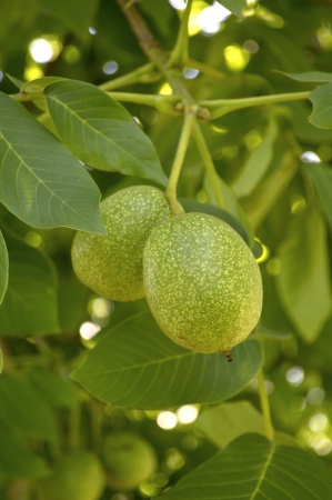 Green walnuts growing on a tree, spring season の写真素材
