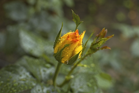 Freshly yellow rose flower with rain drops. Soft focus.の写真素材