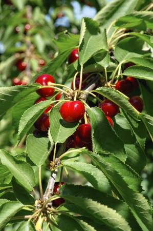 Cherries hanging on a cherry tree branch の写真素材