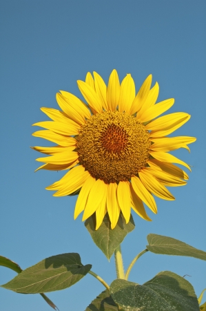 Closeup of beautiful sunflower against a blue sky の写真素材