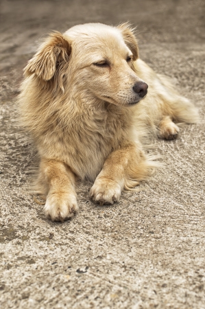 Portrait of a yellow dog resting in yard の写真素材
