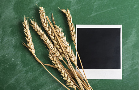 Polaroid photo frame with wheat on green chalkboard background の写真素材
