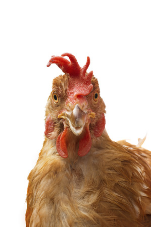 Domestic chicken isolated on white background. Agriculture conceptの写真素材