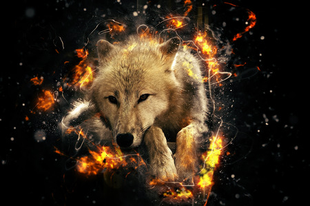 White wolf, fire illustration