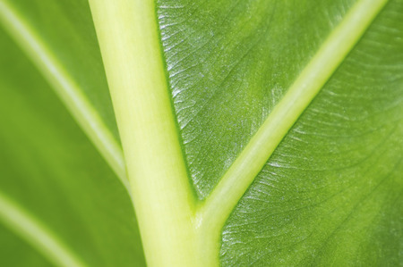 Texture of a green leaf as background. Selective focus.
