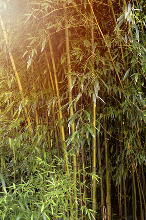 Bamboo forestの写真素材