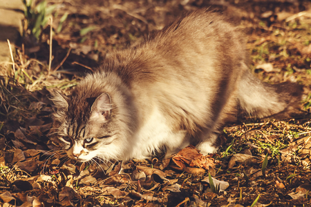 Domestic cat searching and stalking a prey during the fall afternoon. Blur background. Selective focus.の写真素材