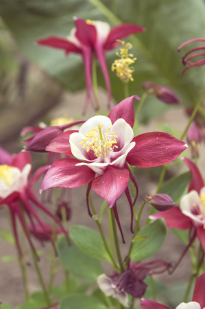 Pink White Columbine Aquilegia Chrysantha Flower. Selective focusの写真素材