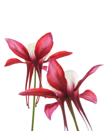 Red Colored Columbine Flowers Isolated on White Background. Selective Focus.の写真素材