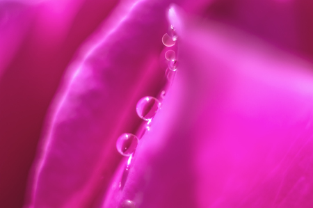 Beautiful drop of water on rose petal. Selective focus.の写真素材