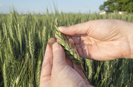 Female hand in barley field, farmer examining plants,  agricultural concept. Selective focus.
