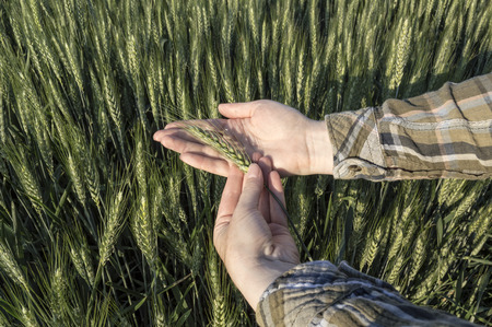 Female hand in barley field, farmer examining plants,  agricultural concept. Selective focus.
