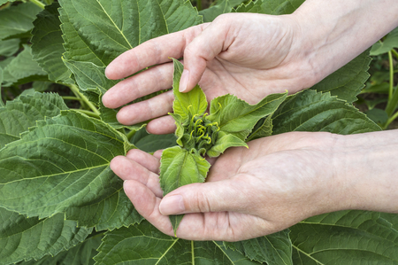 Farmer examining crop of sunflowers in the field. Selective focus.の写真素材