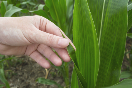 Examination corn leaf, agriculture rural scene. Selective focus.の写真素材