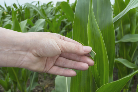 Examination corn leaf, agriculture rural scene. Selective focus.の写真素材