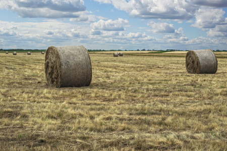 Harvested field with straw bales in summer, agricultural field.の写真素材