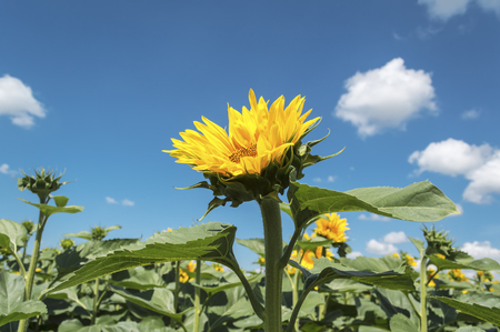 Blooming sunflower crop field on summer day, agricultural conceptの写真素材