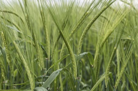 Ears of barley in a field, agricultural concept