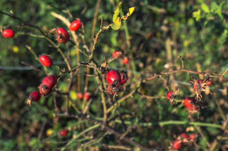 Close up of shiny red rose hips on a sunny autumn day, Selective focus