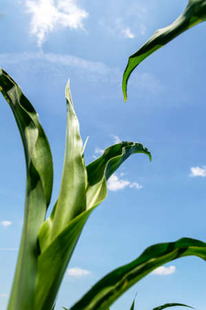 Green corn leaves against the blue sky and clouds, agricultural concept. Selective focus.の写真素材