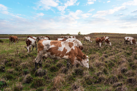 Cows grazing on pasture land in autumn dayの写真素材