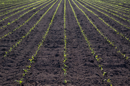 Rows of young green corn plants in a cornfield.の写真素材