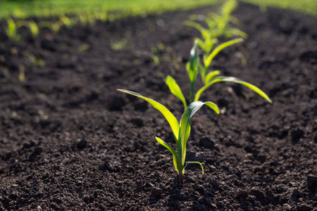 Rows of young green corn plants in a cornfield. Selective focus.の写真素材