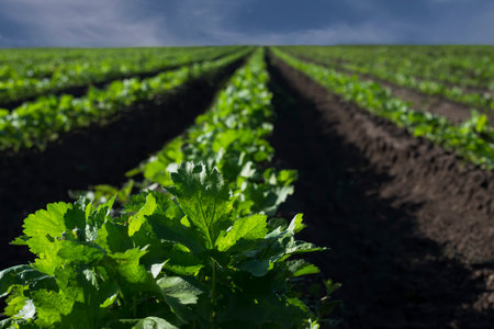 Rows of celery plants on agricultural field in late spring. selective focusの写真素材