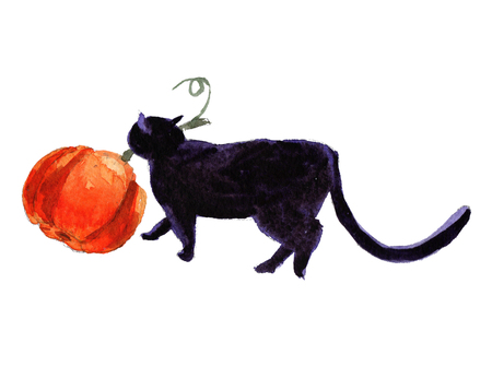 Halloween cat take pumpkinの写真素材