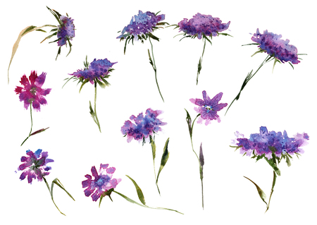 Collection romantic watercolor Summer flowersの写真素材