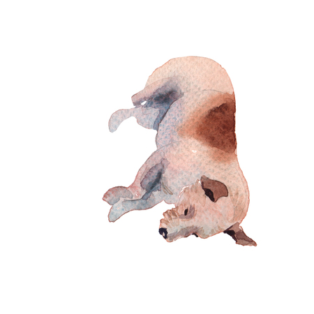 JackRussel terier dog puppy hand drawing watercolorの写真素材