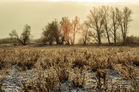 wild horses winter landscapeの写真素材