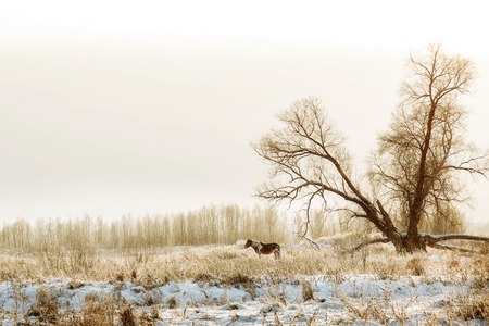 Brown and white or pinto colored Icelandic horse in the snow on a blistering cold winter day with evening sunshine and frost in the treesの写真素材
