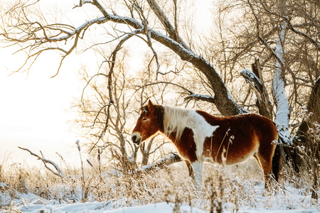 Brown and white or pinto colored Icelandic horse in the snow on a blistering cold winter day with evening sunshine and frost in the treesの写真素材