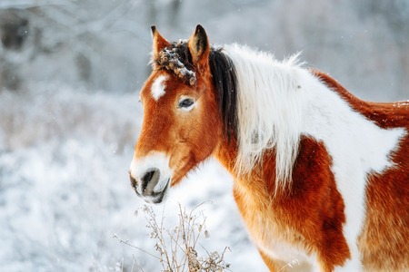 Brown and white or pinto colored Icelandic horse in the snow on a blistering cold winter day with evening sunshine and frost in the treesの写真素材