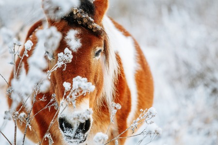 Brown and white or pinto colored Icelandic horse in the snow on a blistering cold winter day with evening sunshine and frost in the treesの写真素材