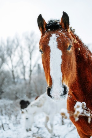 Portrait of the red horse in winter timeの写真素材