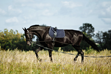 Training a black horse on the lunge. Outside on the field. Summer dayの写真素材