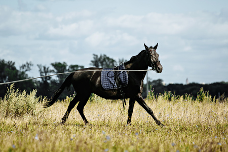 Training a black horse on the lunge. Outside on the field. Summer dayの写真素材