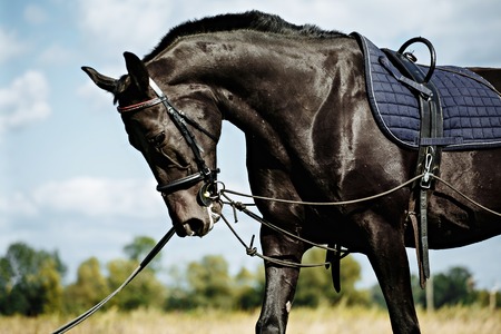 Training a black horse on the lunge. Outside on the field. Summer dayの写真素材