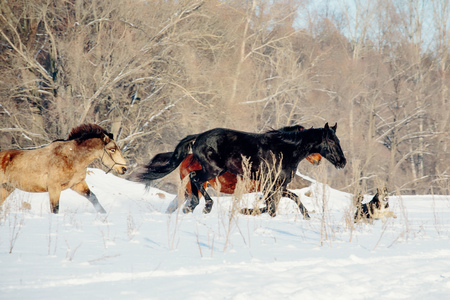 A herd of horses running in the snow fieldの写真素材