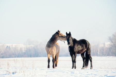 A herd of horses running in the snow fieldの写真素材