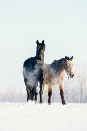A herd of horses running in the snow fieldの写真素材
